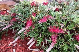 Grevillea Hybrid Wakiti Gem