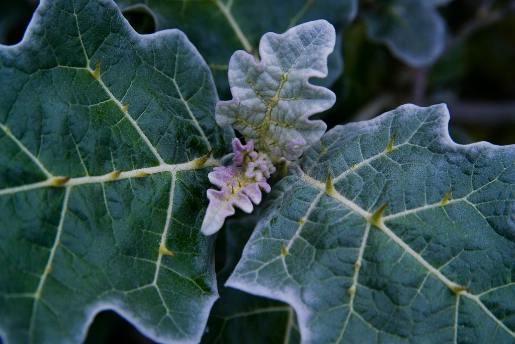 White-margined Nightshade