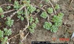 Hylotelephium, Sedum, Showy Stonecrop 'Rosenteppich'