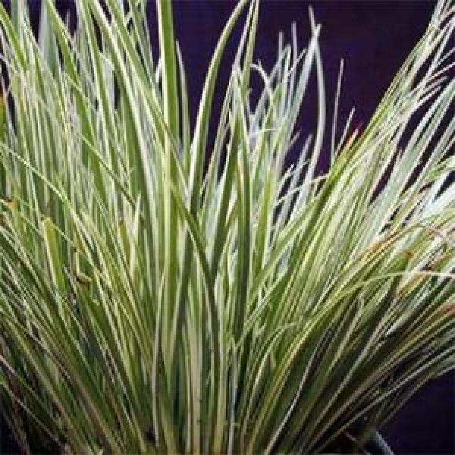 Japanese Rush, Japanese Sweet Flag, Grassy-leaved Sweet Flag Argenteastriatus