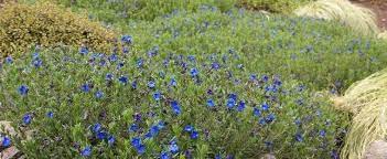 Glandora, Lithodora, Scrambling Gromwell, Shrubby Gromwell Alba
