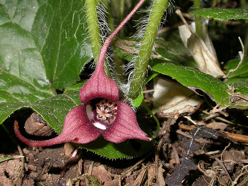 Asarum Species, Asarum Leaf Wild Ginger, Ginger