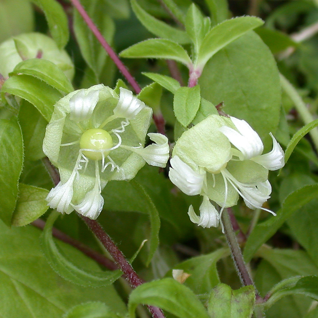 Berry Catchfly