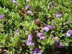 Penstemon, Mat Beard Tongue, Mat Penstemon, Pride of the Mountain 'Claude Barr'