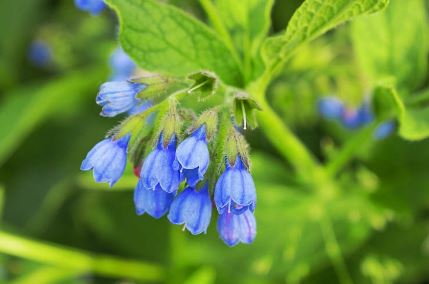 Caucasian Comfrey, Beinwell, Blue Comfrey