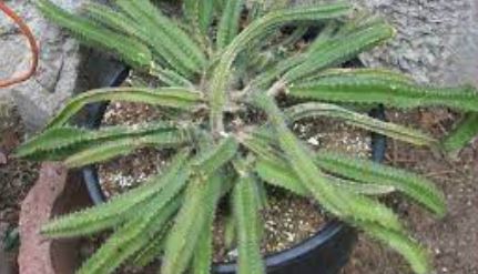 Strophocactus Species, Dog-Tail Cactus
