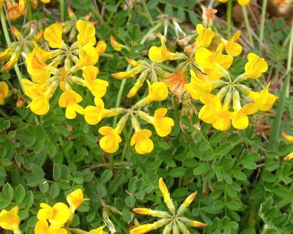 Hippocrepis Species, Horseshoe Vetch