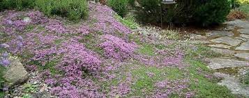 Thymus, Red Creeping Thyme Coccineus Group