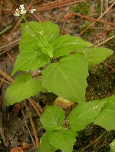 Alpine Enchanters-nightshade