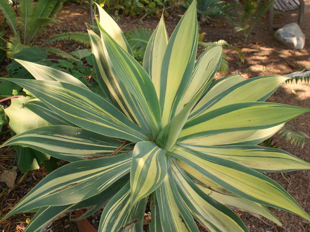 Variegated Foxtail Grass Variegatus