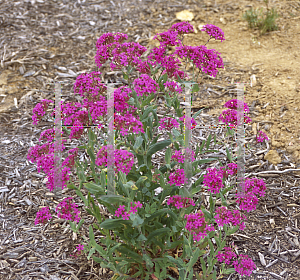 Silene, Catchfly Hot Stuff
