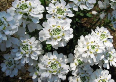 Candytuft