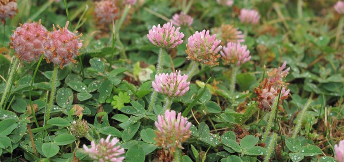 Trifolium Species, Strawberry-Headed Clover, Strawberry Clover