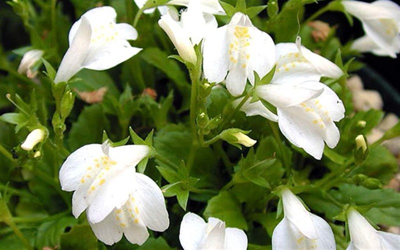 White-flowered Mazus Albiflorus