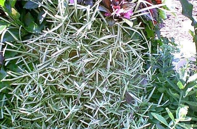 Stenotaphrum, St. Augustine Grass, Variegated Buffalo Grass Variegatum