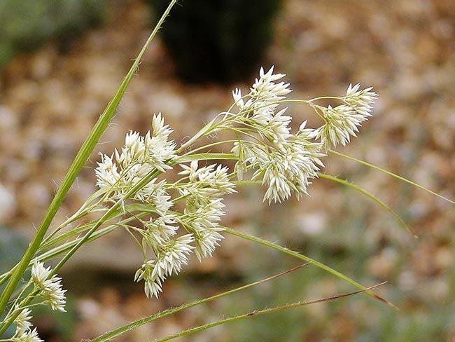 Snowy Wood Rush, Lesser Woodrush