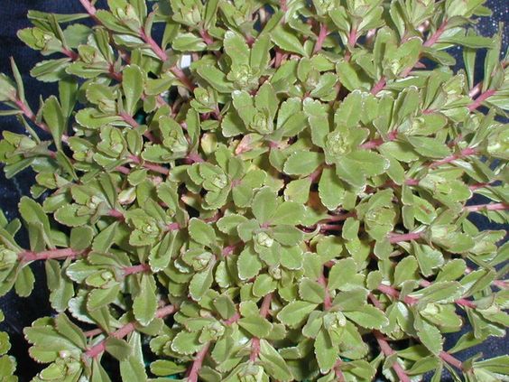 Phedimus, Creeping Sedum, Kamschatca Stonecrop Tekari Dake