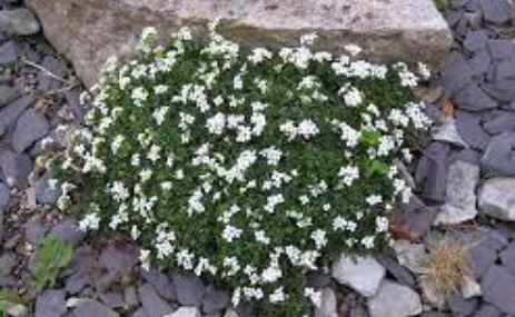 Chamois Cress Crystal Carpet