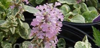 Ajuga, Blue Bugle, Geneva Bugleweed, Upright Bugle Pink Beauty