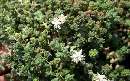 Sedum, English Stonecrop Hartland