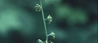Alpine Mitrewort, Five-Point Bishops Cap