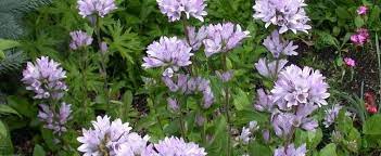 Campanula, Clustered Bellflower, Danes Blood Caroline
