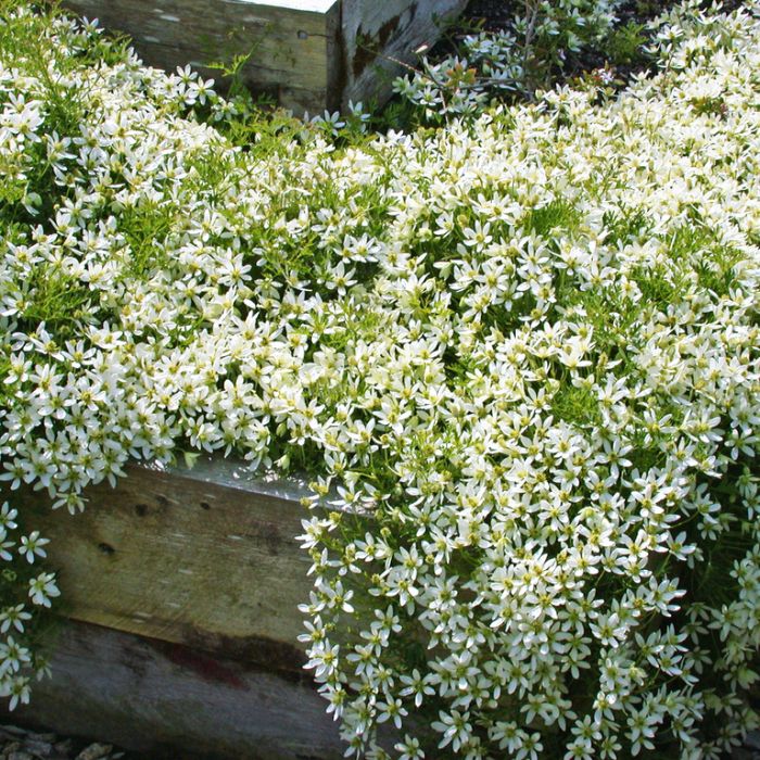 Clematis Perfection