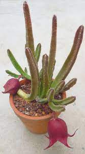 Ceropegia Species, Stapelia