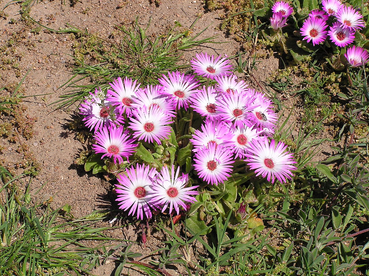Cleretum Species, Aethephyllum