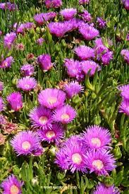 Carpobrotus Species, Dwarf Sour Fig
