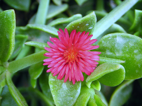 Baby Sunrose, Sword-leafed Mesembryanthemum
