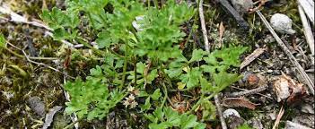 Xanthosia Species, Cut-Leaved Xanthosia