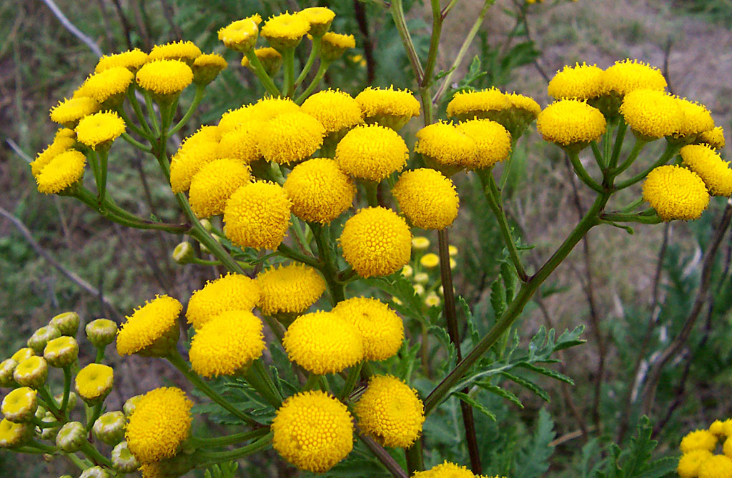 Tanacetum Species, Tansy