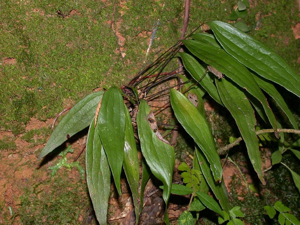 Cheiropleuria