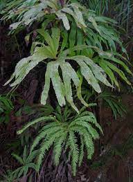 Dipteris Species, Broad-Leaf Fern