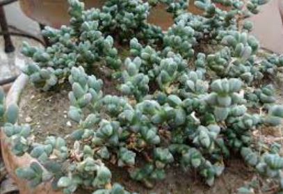 Corpuscularia Species, Ice Plant