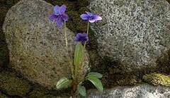 Viola Species, Manchurian Violet, Sumire
