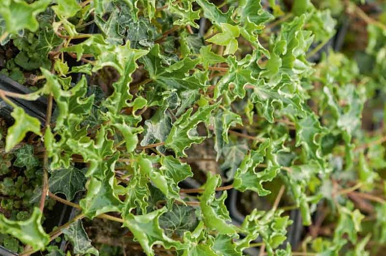 English Ivy, Common Ivy Ivalace