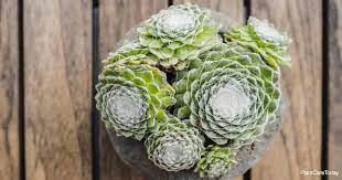 Sempervivum, Cobweb Houseleek, Spider Web Hens and Chicks