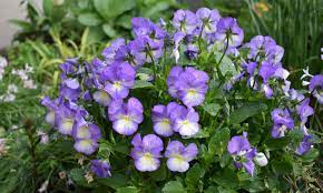 Viola, Garden Pansy, Pansy Major Primrose