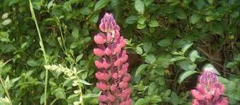 Lupinus, Lupin, Lupine Inverewe Red