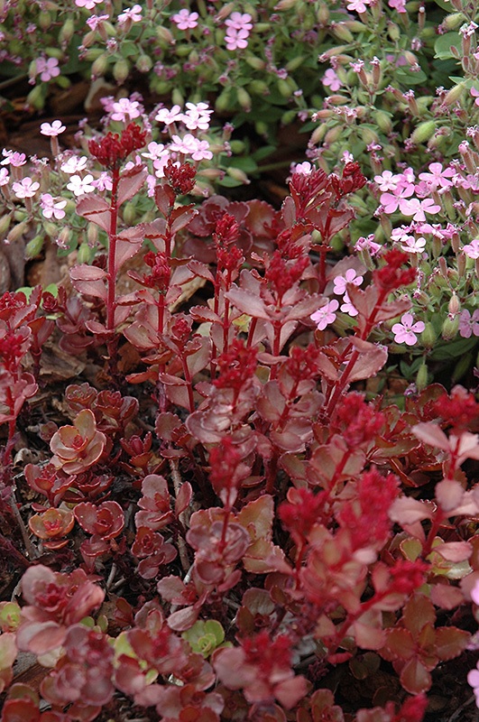 Phedimus, Creeping Sedum, Two-Row Stonecrop Elizabeth