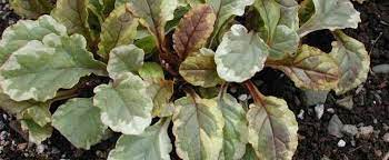 Ajuga, Variegated Bugle, Bugleweed, Carpet Bugle Golden Beauty