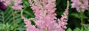 Astilbe, False Spirea, False Goats Beard Gloria Purpurea