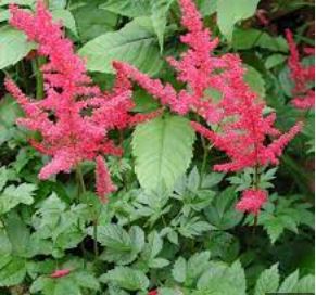 Astilbe, False Spirea, False Goats Beard Glow