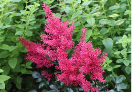 Astilbe, Japanese Astilbe, False Spirea, False Goats Beard Montgomery