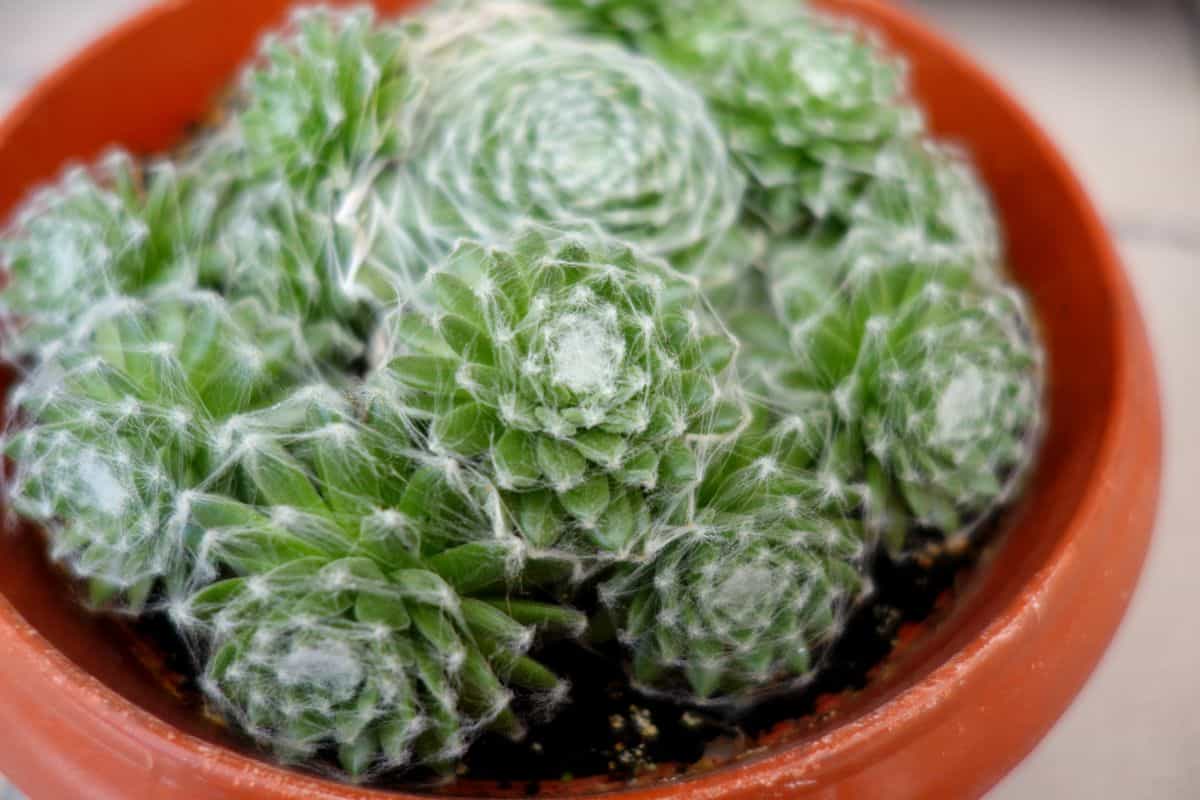 Cobweb Plant Extrema