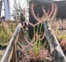 Sundew Marston Dragon