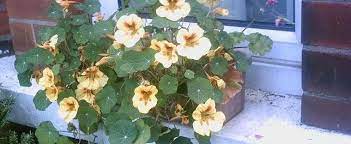 Nasturtium Wina