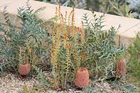 Banksia Species, Southern Blechnum Banksia